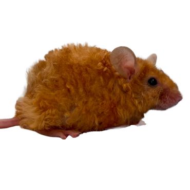 Yellow Self Texel Mouse