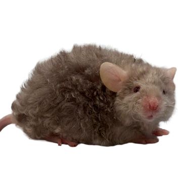 Dove self texel mouse