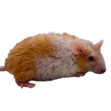 Yellow Pied Texel Mouse