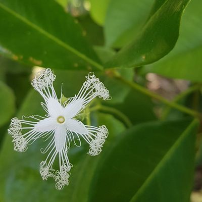 An unusual bloom of the whitest white.