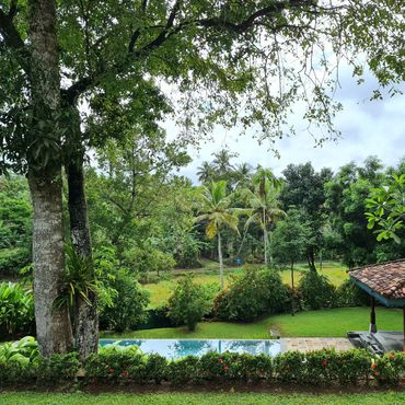 The Love Tree: A wood apple tree and mango tree growing as one takes pride of place.