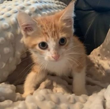 Kitten laying in his bed
Mobile Pet grooming and bathing services