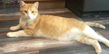 Cat lounging out on the kitchen floor