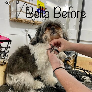 Shih Tzu
Mobile Pet grooming and bathing services