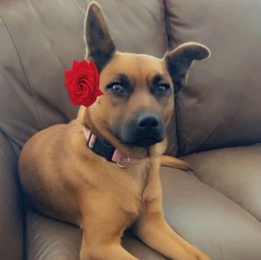 Pretty dog laying on the couch