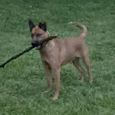 Dog playing in yard with a stick