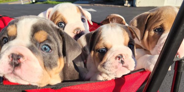 Litter of English Bulldog puppies that were for sale.