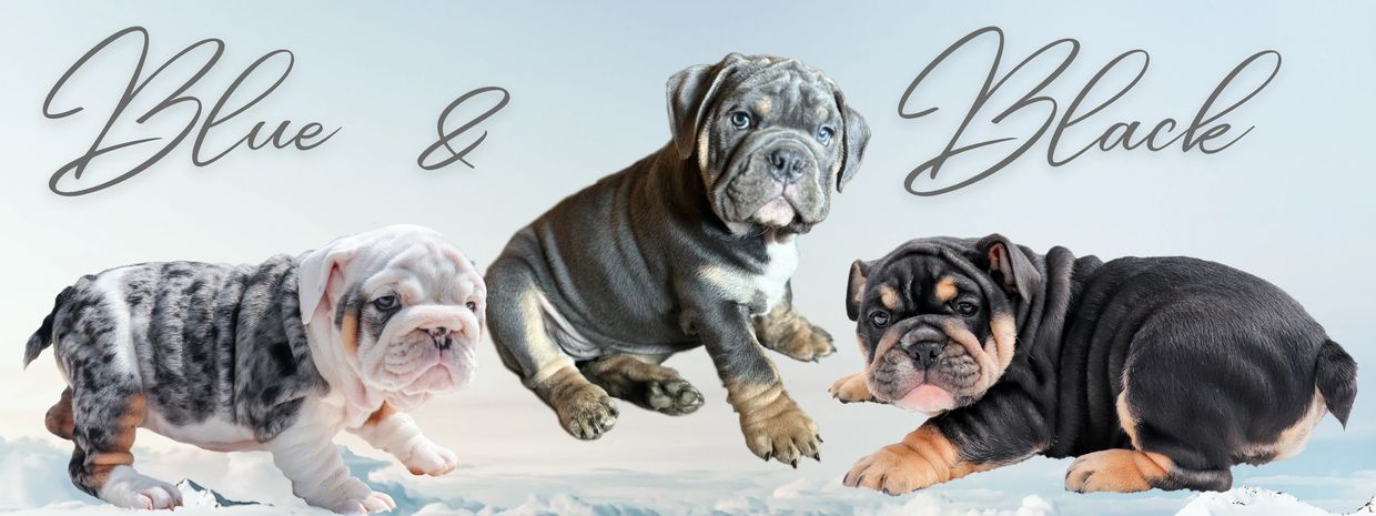 Blue and Black colors in bulldogs DNA
