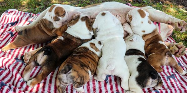Litter of English Bulldog Puppies that Obi produced with Jewels.