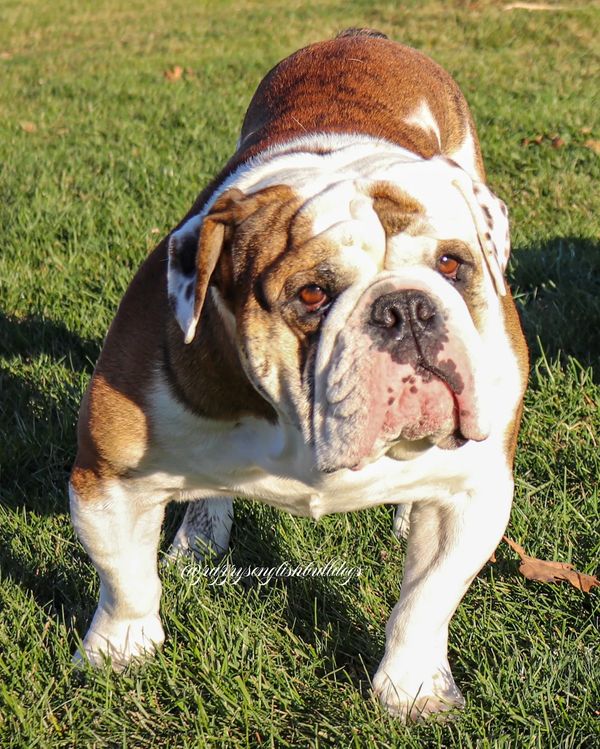 Obi the stud English Bulldog owned by Pappy's English Bulldogs
