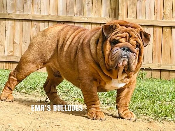 Gizmo the stud English Bulldog owned by EMR's Bulldogs