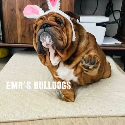 Happy Easter English Bulldog