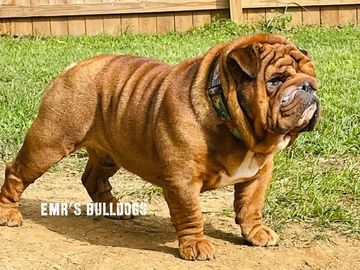 Gizmo the stud English Bulldog owned by EMR's Bulldogs