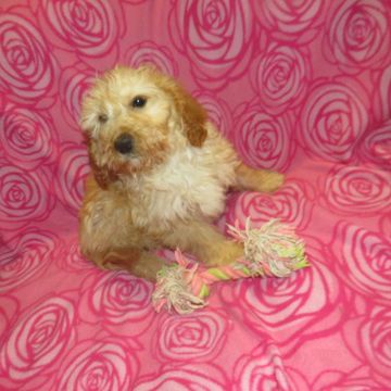 goldendoodle puppies for sale near me
F1 mini goldendoodle
F1B mini goldendoodle
doodle breeder
