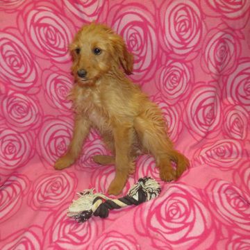 goldendoodle puppies for sale near me
F1 mini goldendoodle
F1B mini goldendoodle
doodle breeder