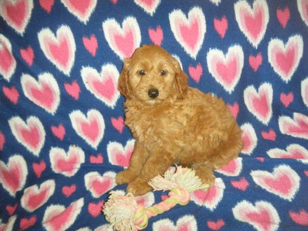 goldendoodle puppies for sale near me
F1BB mini goldendoodle
F1B mini goldendoodle
doodle breeder
