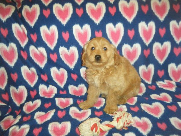 goldendoodle puppies for sale near me
F1BB mini goldendoodle
F1B mini goldendoodle
doodle breeder
