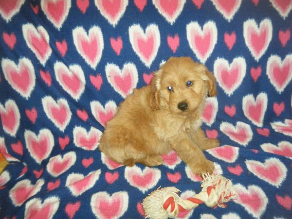 goldendoodle puppies for sale near me
F1BB mini goldendoodle
F1B mini goldendoodle
doodle breeder
