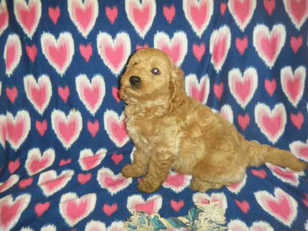 goldendoodle puppies for sale near me
F1BB mini goldendoodle
F1B mini goldendoodle
doodle breeder
