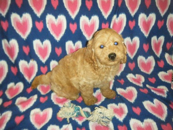 goldendoodle puppies for sale near me
F1BB mini goldendoodle
F1B mini goldendoodle
doodle breeder
