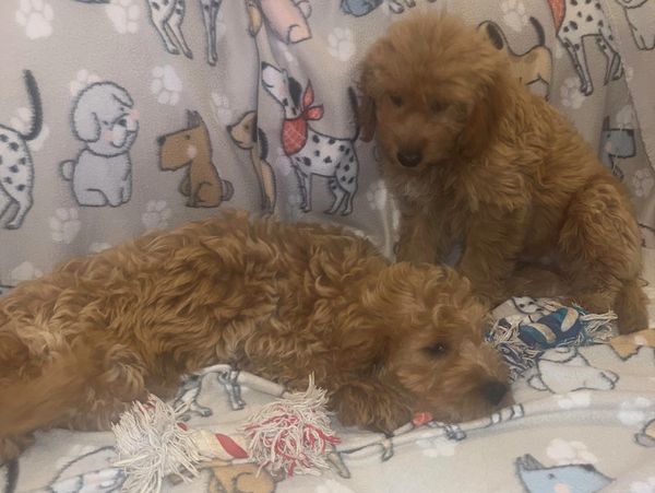 goldendoodle puppies for sale near me
F1BB mini goldendoodle
F1B mini goldendoodle
doodle breeder
