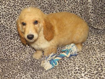 goldendoodle puppies for sale near me
F1B mini goldendoodle
F2B mini goldendoodle
doodle breeder
