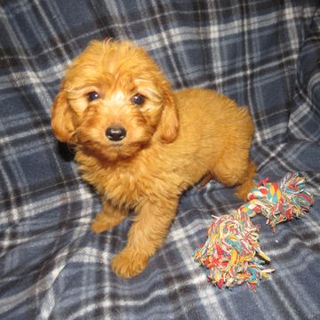 goldendoodle puppies for sale near me
F1 mini goldendoodle
F1B mini goldendoodle
doodle breeder

