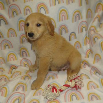 goldendoodle puppies for sale near me
F1B mini goldendoodle
F2B mini goldendoodle
doodle breeder
