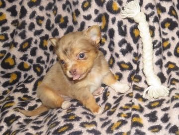 chihuahua puppies for sale near me
chihuahua
teacup
merle
longcoat
chihuahua breeder
