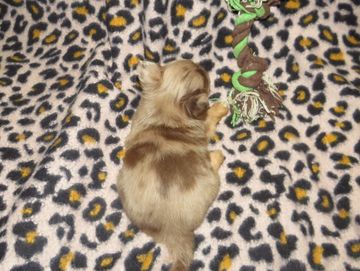 chihuahua puppies for sale near me
chihuahua
teacup
merle
longcoat
chihuahua breeder
