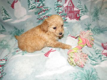 goldendoodle puppies for sale near me
F2 mini goldendoodle
F2B mini goldendoodle
doodle breeder
