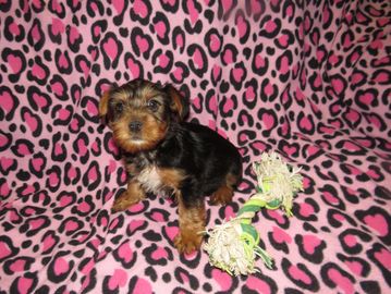yorkie puppies for sale near me
yorkshire terrier puppies for sale near me
teacup
yorkie breeder
