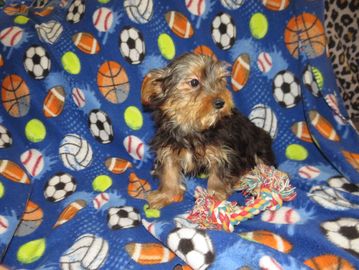 yorkie puppies for sale near me
yorkshire terrier puppies for sale near me
teacup
chocolate yorkie
