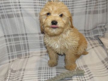 goldendoodle puppies for sale near me
F1 mini goldendoodle
F2B mini goldendoodle
doodle breeder