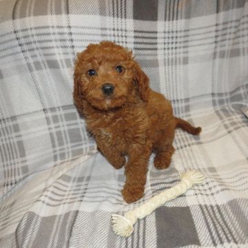 goldendoodle puppies for sale near me
F1 mini goldendoodle
F2B mini goldendoodle
doodle breeder