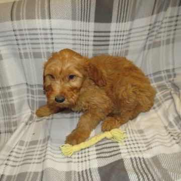 goldendoodle puppies for sale near me
F1 mini goldendoodle
F2B mini goldendoodle
doodle breeder