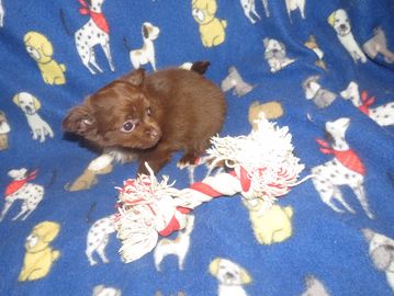 chihuahua puppies for sale near me
chihuahua
teacup
merle
longcoat
chihuahua breeder