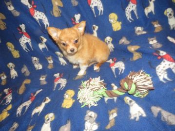 chihuahua puppies for sale near me
chihuahua
teacup
merle
longcoat
chihuahua breeder