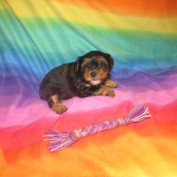 yorkie puppies for sale near me
yorkshire terrier puppies for sale near me
teacup
yorkie breeder
