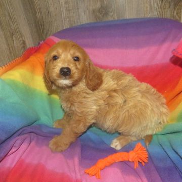goldendoodle puppies for sale near me
F2 mini goldendoodle
F2B mini goldendoodle
doodle breeder