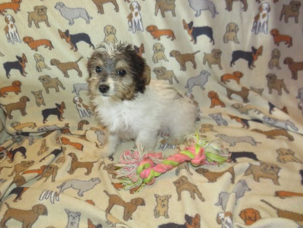morkie puppies for sale near me
teacup
morkie breeder
yorkie puppies for sale near me
