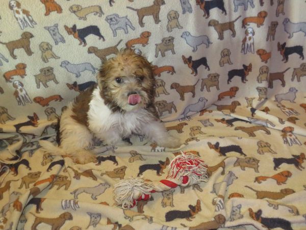 morkie puppies for sale near me
teacup
morkie breeder
yorkie puppies for sale near me

