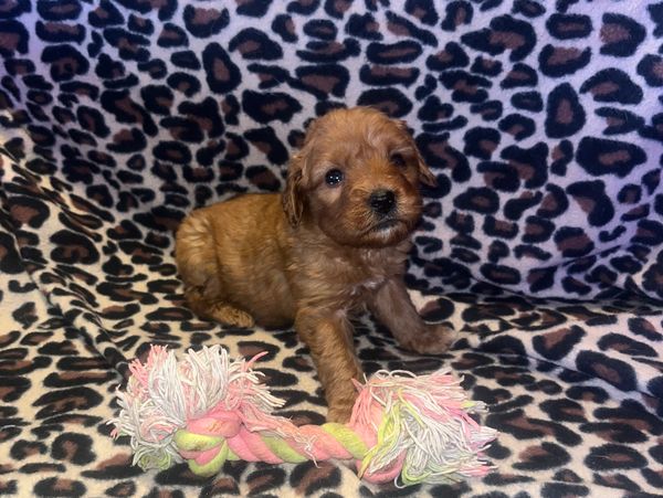 goldendoodle puppies for sale near me
F1BB mini goldendoodle
F1B mini goldendoodle
doodle breeder
