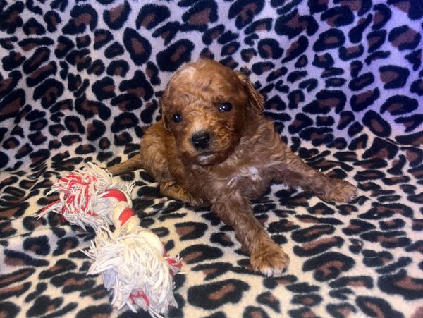 goldendoodle puppies for sale near me
F1BB mini goldendoodle
F1B mini goldendoodle
doodle breeder
