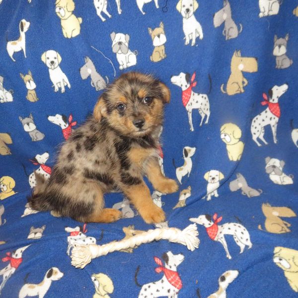 pomeranian puppies for sale near me
pomeranian
teacup
merle
pomeranian breeder
