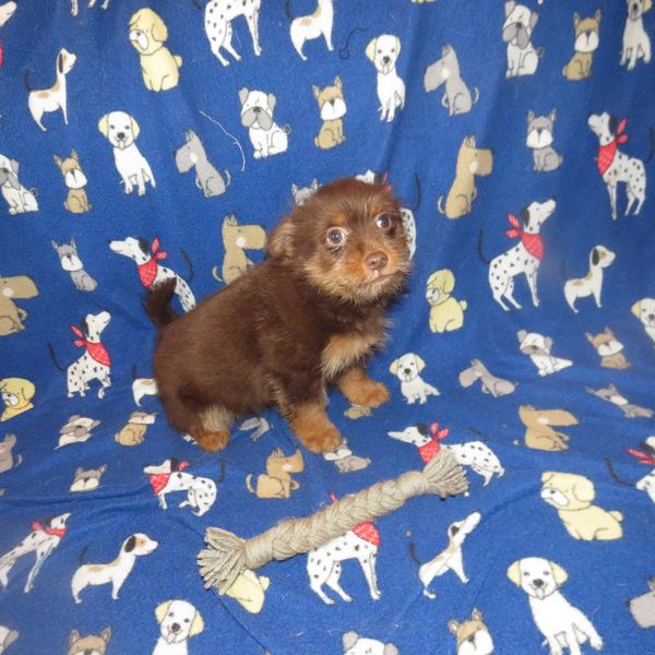 pomeranian puppies for sale near me
pomeranian
teacup
merle
pomeranian breeder
