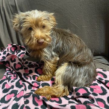 yorkie puppies for sale near me
yorkshire terrier puppies for sale near me
teacup
parti yorkie