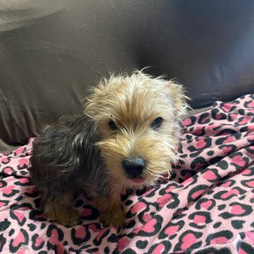 yorkie puppies for sale near me
yorkshire terrier puppies for sale near me
teacup
parti yorkie