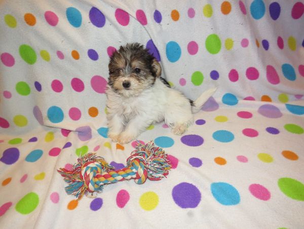 morkie puppies for sale near me
teacup
morkie breeder
