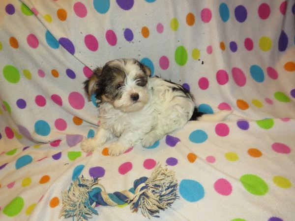 morkie puppies for sale near me
teacup
morkie breeder
